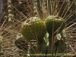 Photograph of Eulychnia acida