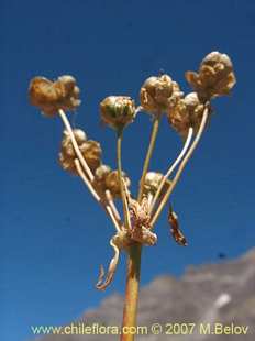 Photograph of Bulbous Plant sp.#1700
