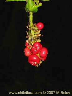 Photograph of Ercilla syncarpellata