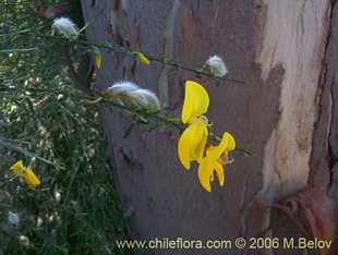 Photograph of Cytisus striatus