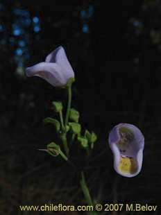 Photograph of Jovellana punctata