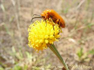 Photograph of Helenium aromaticum