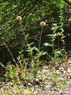 Photograph of Acaena ovalifolia