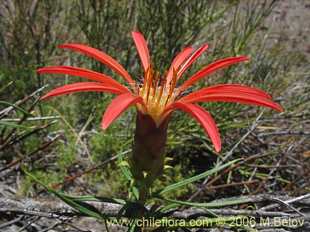 Especie aleatoria