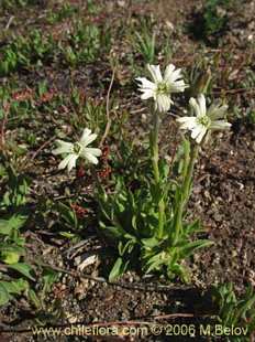 Photograph of Silene chilensis