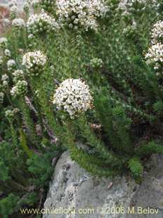 Photograph of Nassauvia digitada