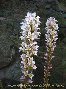 Фотография Francoa appendiculata