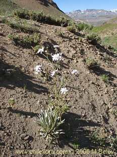 Photograph of Perezia #1021