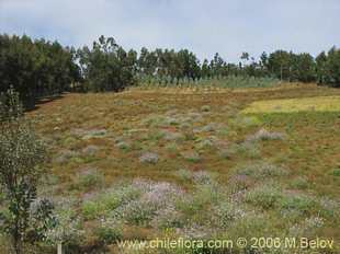 Photograph of Raphanus raphanistrum