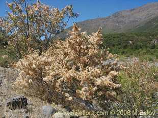 Photograph of Proustia cuneifolia