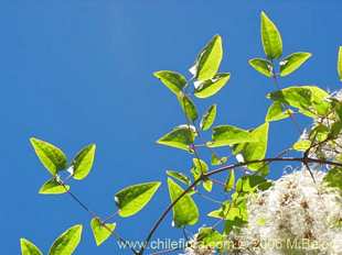 Photograph of Climber sp. Lago Colico