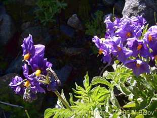 Photograph of Solanum etuberosum
