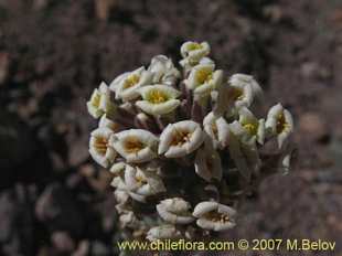 Photograph of Menonvillea cuneata