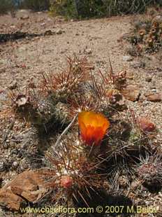 Photograph of Cumulopuntia sphaerica