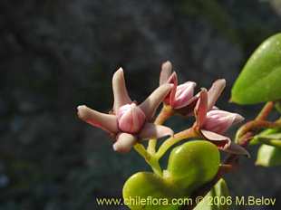 Photograph of Cynanchum boerhaviifolium