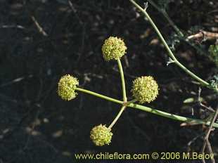 Asteriscium sp. 2392의사진