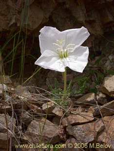 Photograph of Oenothera acaulis