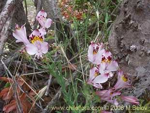 Photograph of Alstroemeria pulchra (blue)