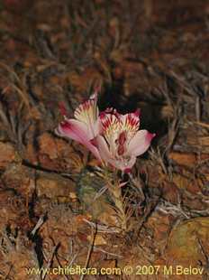 Alstroemeria diluta的照片