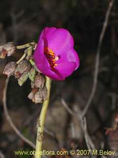 Cistanthe sp. #2737の写真