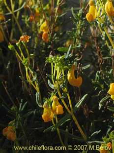 Photograph of Calceolaria hypericina