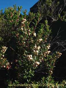 Photograph of Gaultheria phillyreifolia var. alba (fruit)