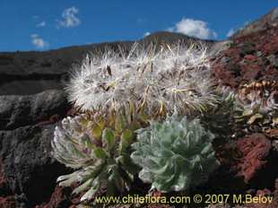 Photograph of Chaetanthera villosa