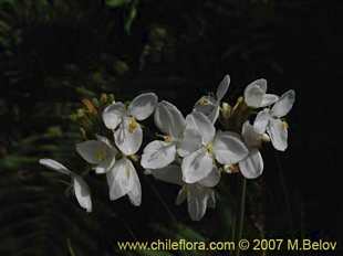 Photograph of Libertia chilensis