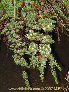 Photograph of Tribeles australis