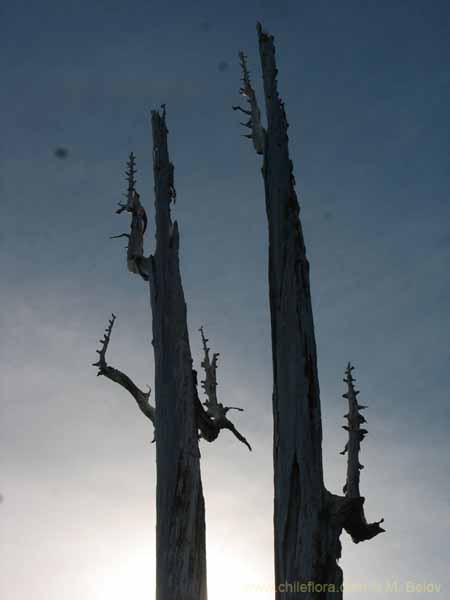 Imagen de paisaje chileno