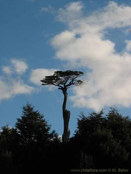 Image of a Chilean landscape