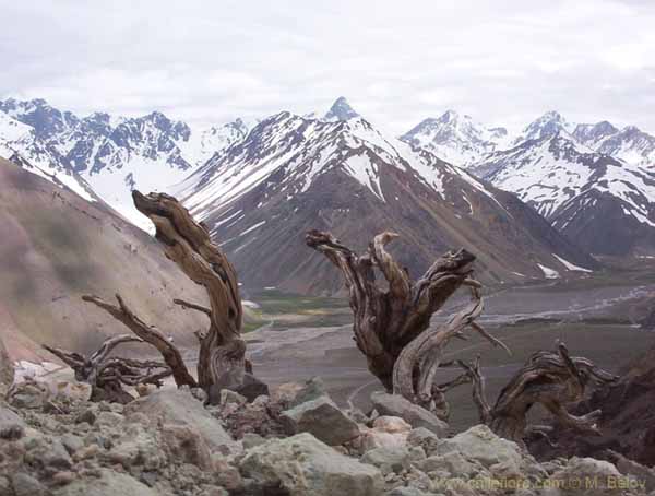 Image of a Chilean landscape