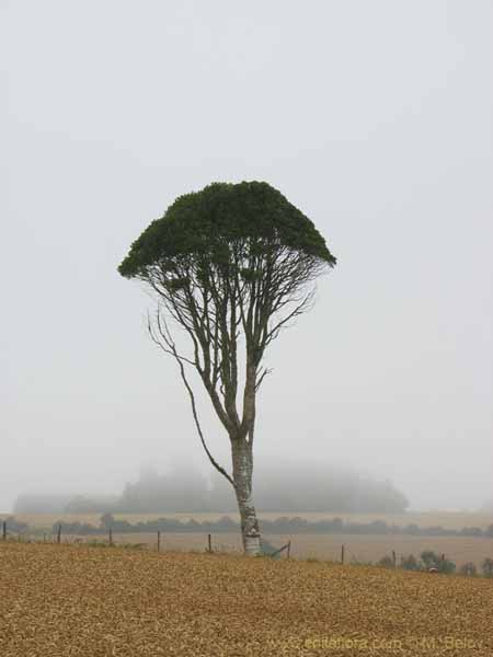Image of a Chilean landscape