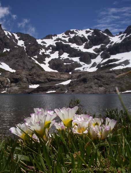 Image of a Chilean landscape
