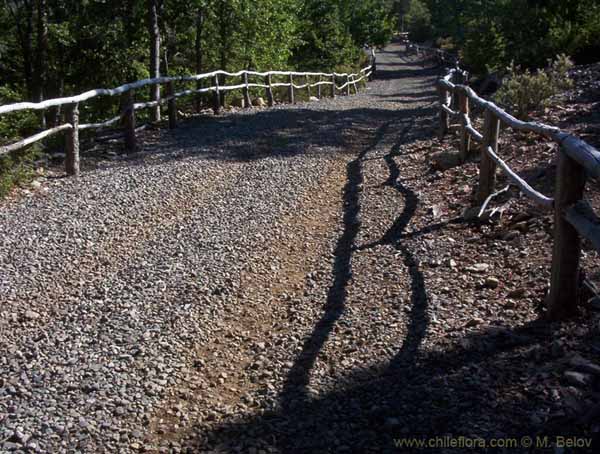 Image of a Chilean landscape