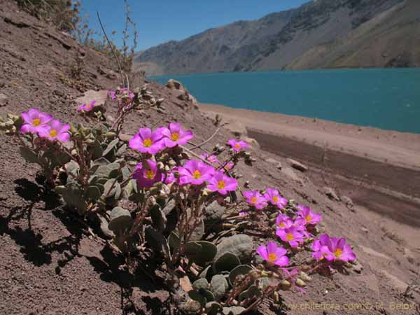 Image of a Chilean landscape