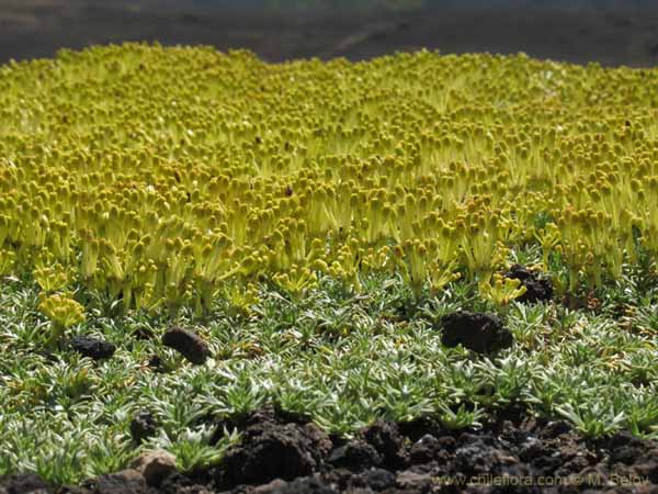 Image of a Chilean landscape