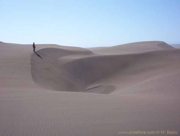 Image of a Chilean landscape