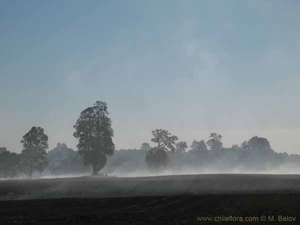 Bild von chilenischen Landschaften