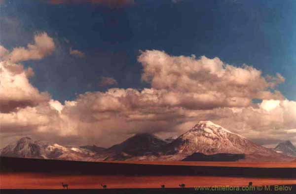Image of a Chilean landscape